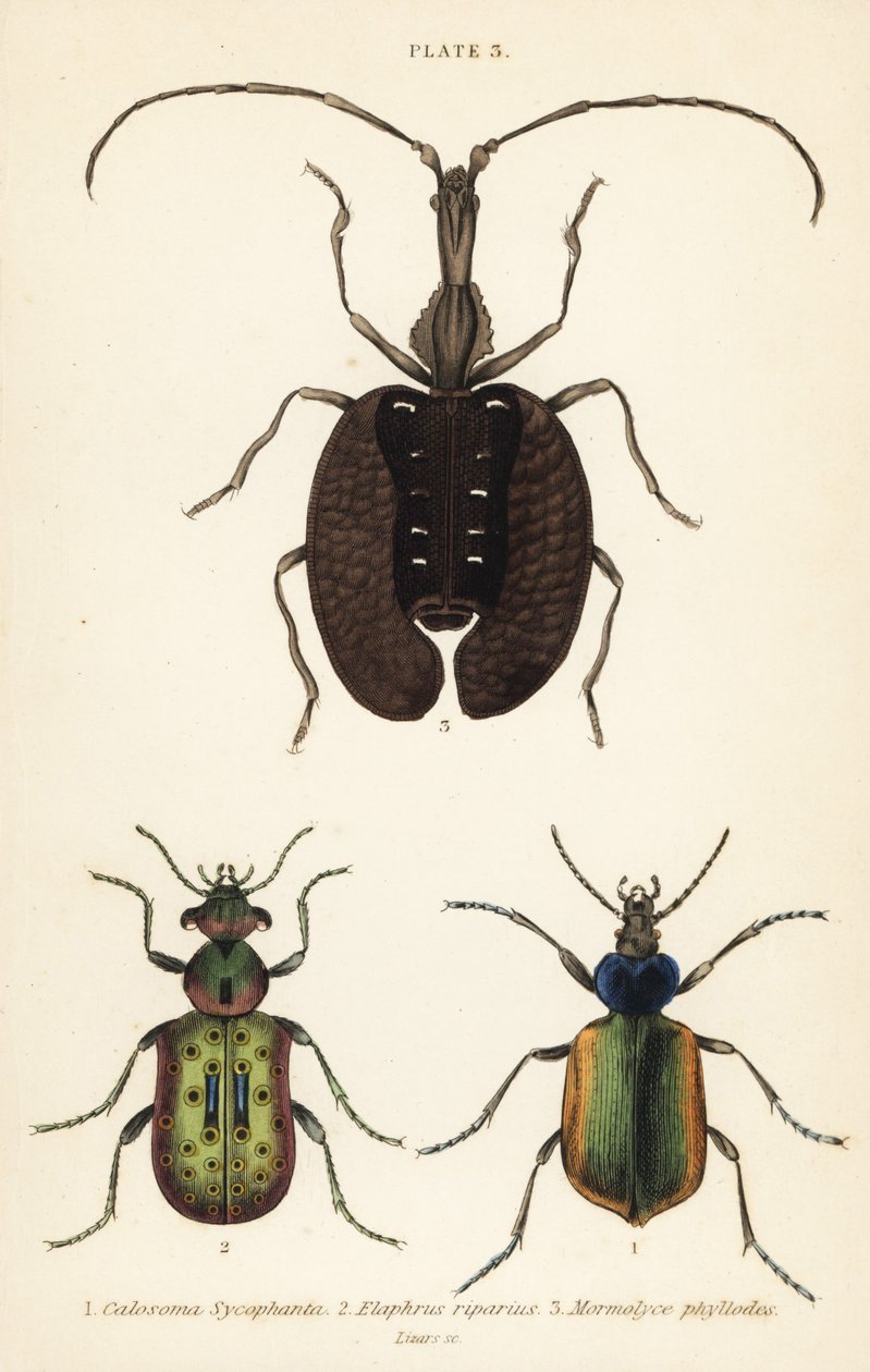 Waldraupenjäger, Calosoma sycophanta 1, Laufkäfer, Elaphrus riparius 2, und Geigenkäfer, Mormolyce phyllodes 3 von English School