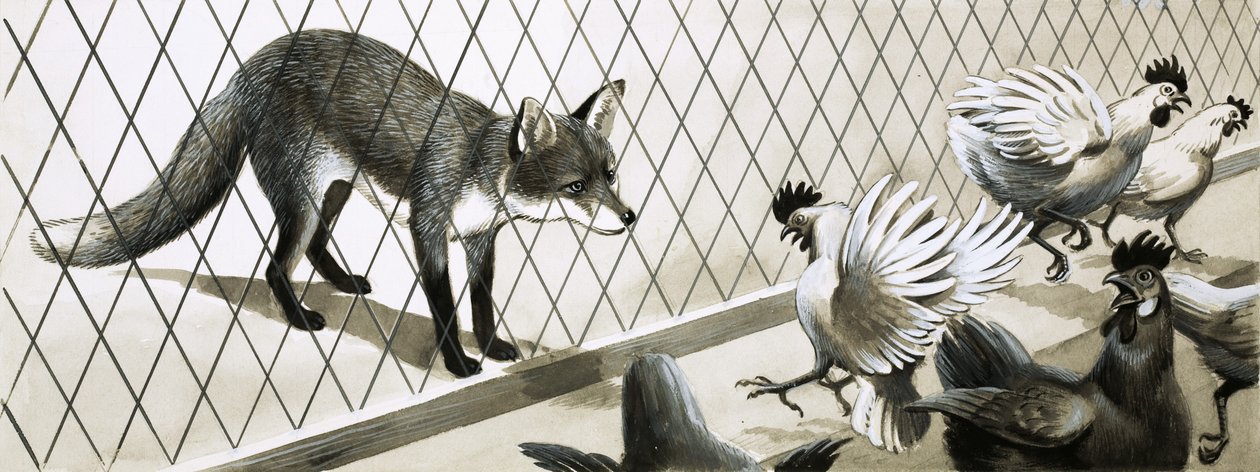 Fuchs beobachtet Hühner von English School