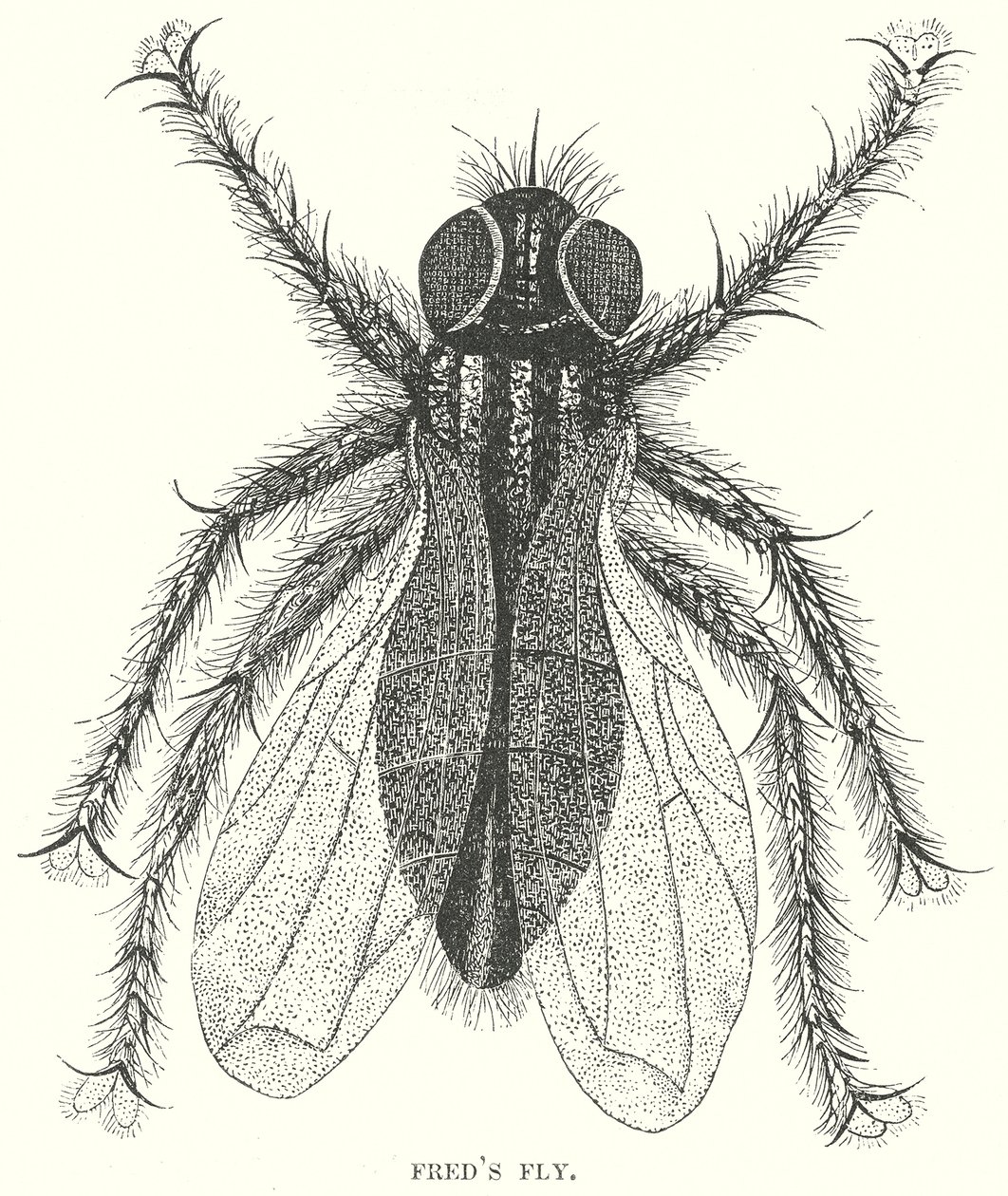 Freds Fliege von English School