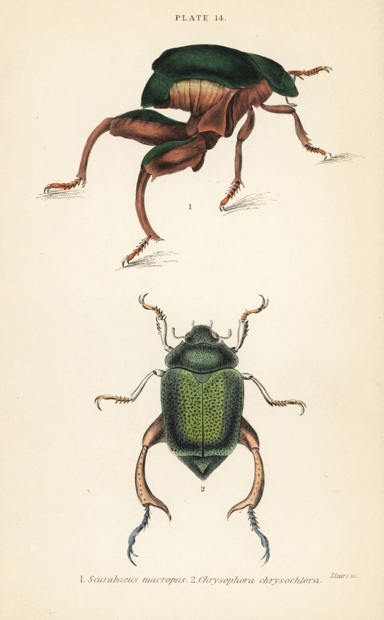 Froschkäfer oder Kängurukäfer, Sagra papuana 1, und Glänzender Blatthornkäfer, Chrysophora chrysochlora 2 von English School