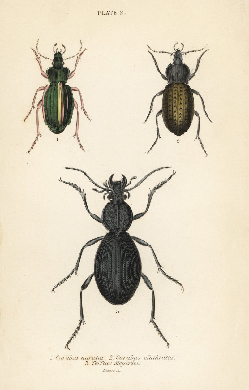 Goldener Bodenläufer, Carabus auratus 1, Bodenläufer, Carabus clathratus 2, und großer schwarzer Bodenläufer, Tefflus megerlei von English School