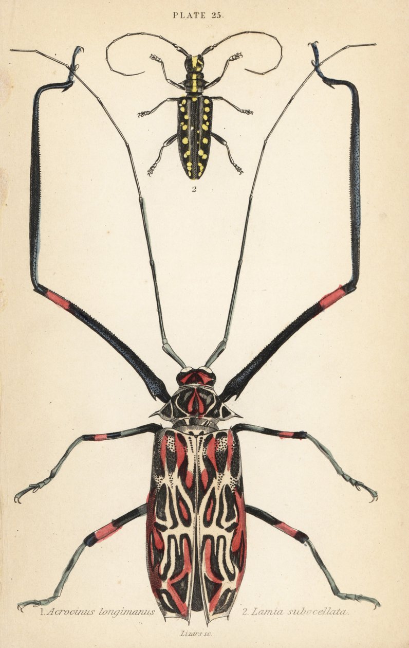 Harlekin-Käfer, Acrocinus longimanus 1, und Flachgesichtiger Langhornkäfer, Taeniotes subocellatus 2 von English School