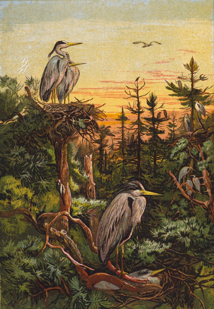 Reiher (Farblithografie) von English School