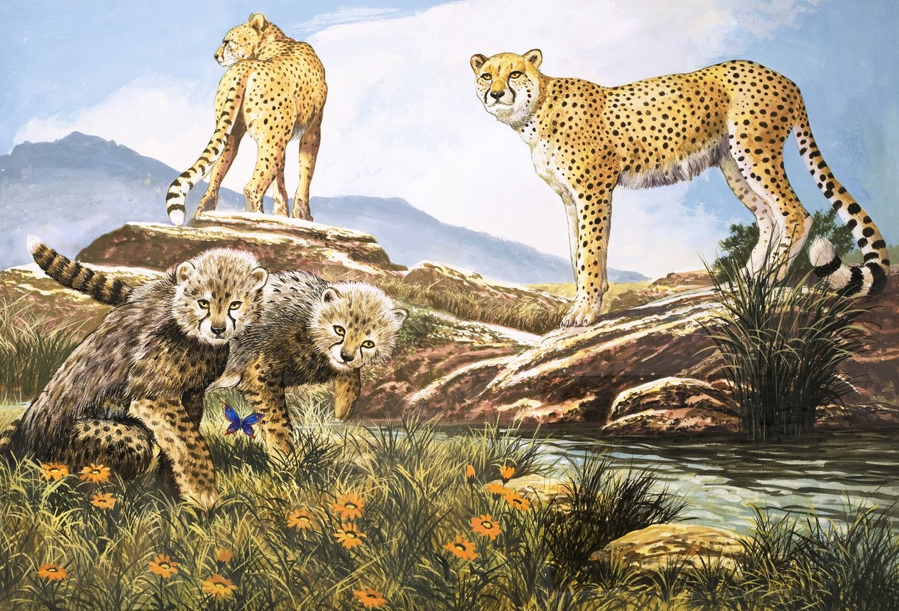 Hochgeschwindigkeitsjäger, Der Gepard, Illustration aus 