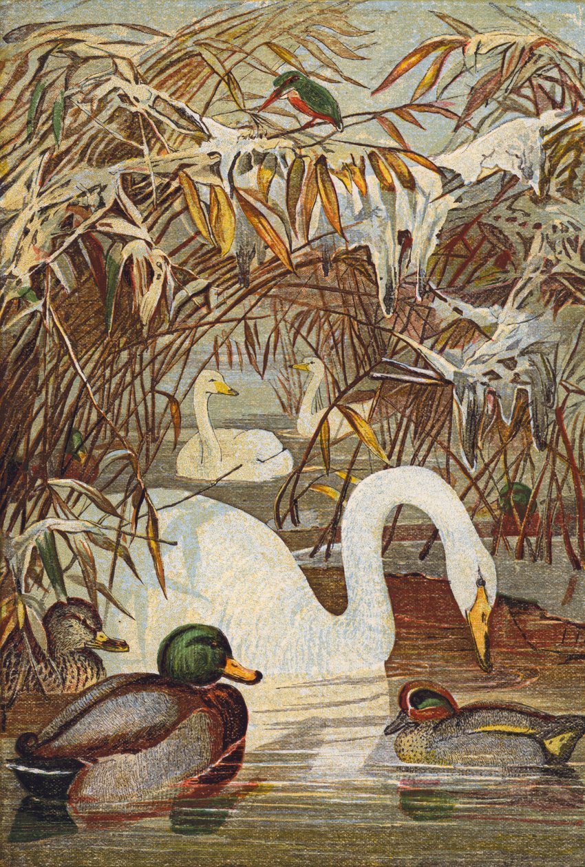 Eisvogel, Enten und Schwäne (Farblitho) von English School