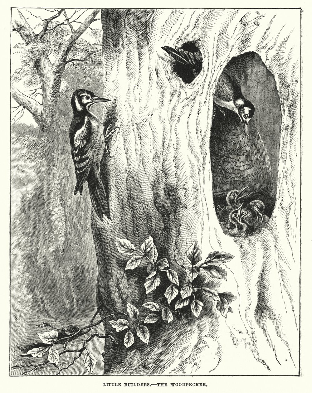 Kleine Baumeister, Der Specht (Gravur) von English School