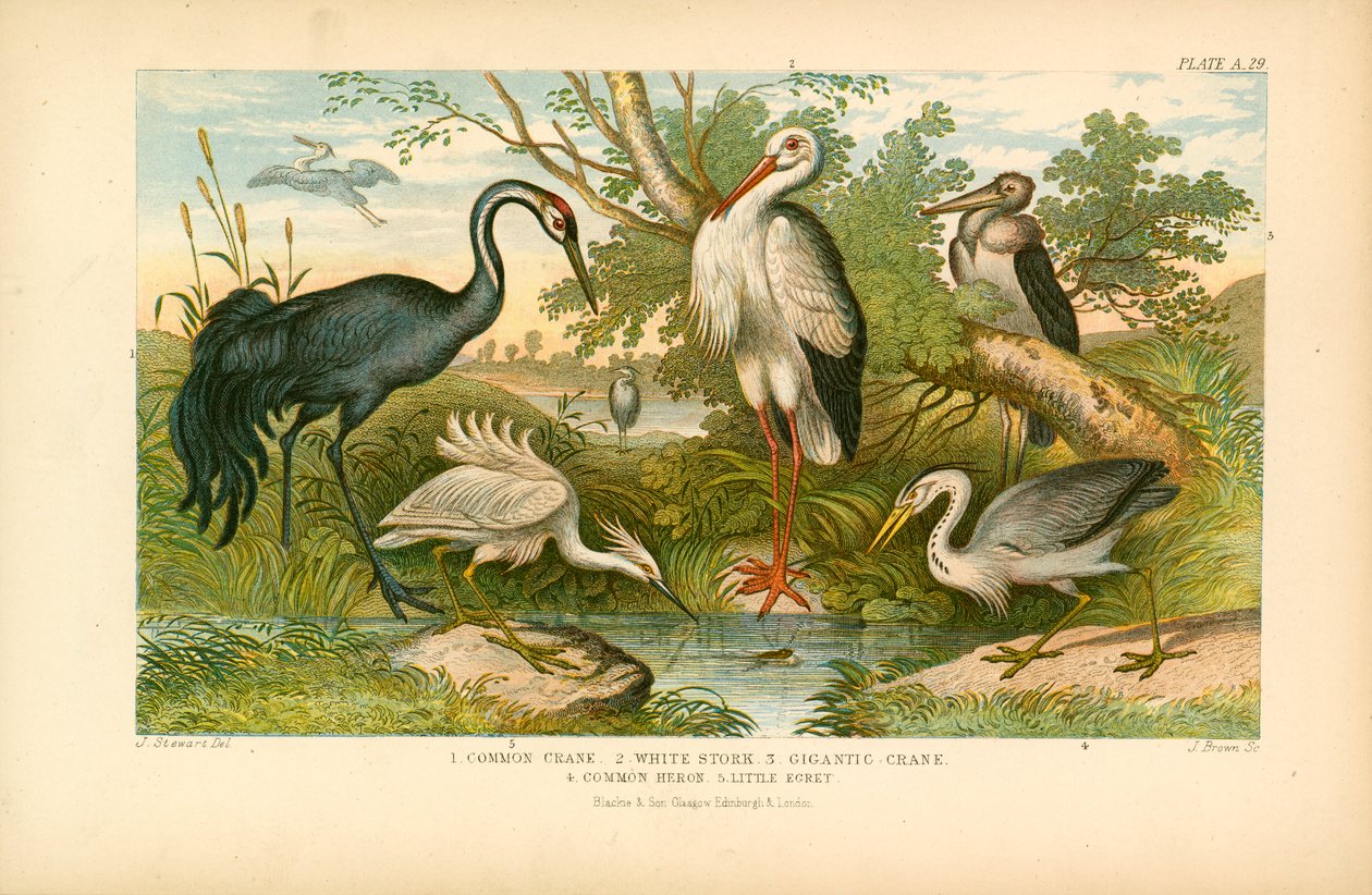 Langbeinige Vögel (Farblithografie) von English School