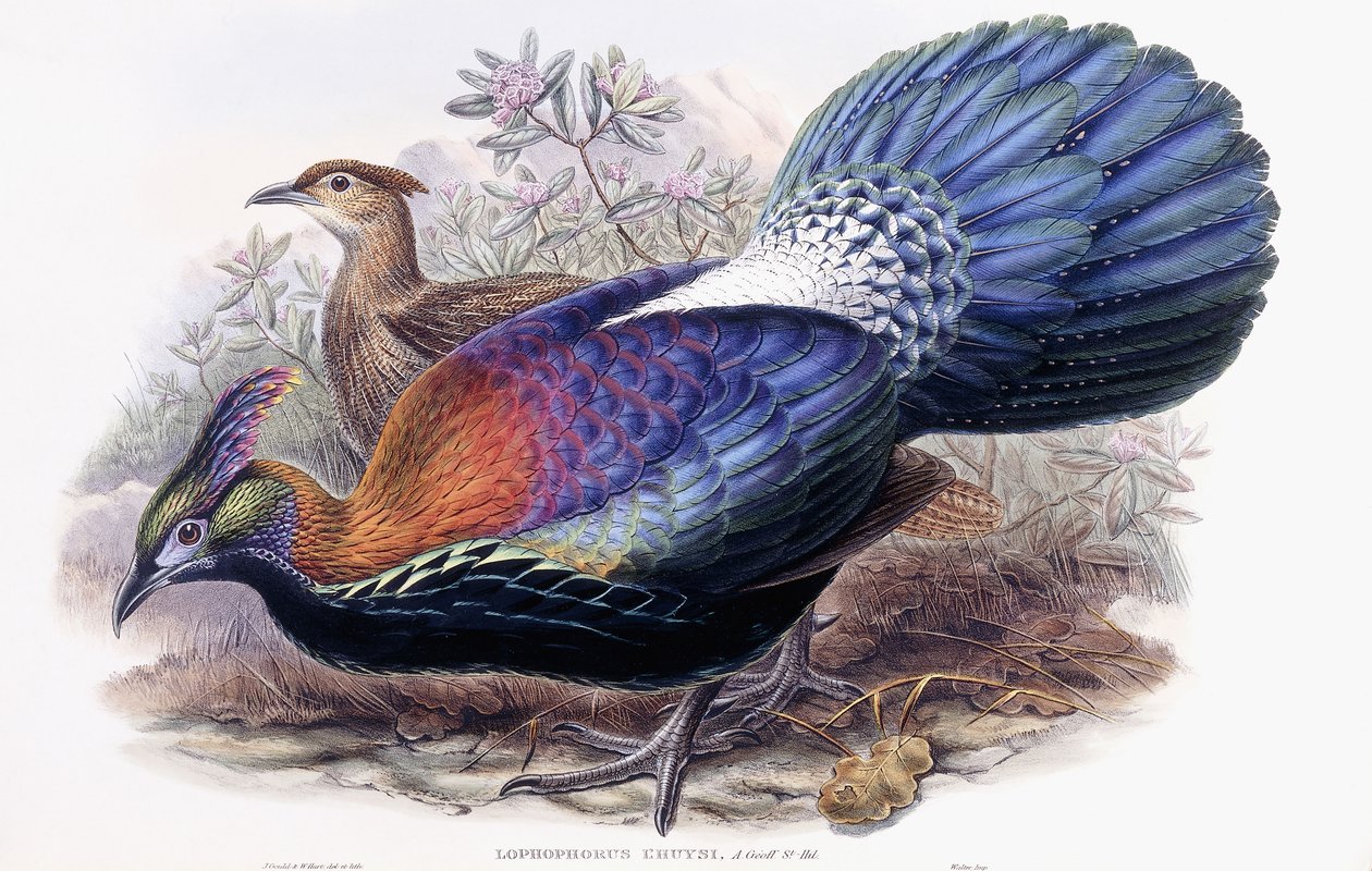 Lophophorus Lhuysii von English School