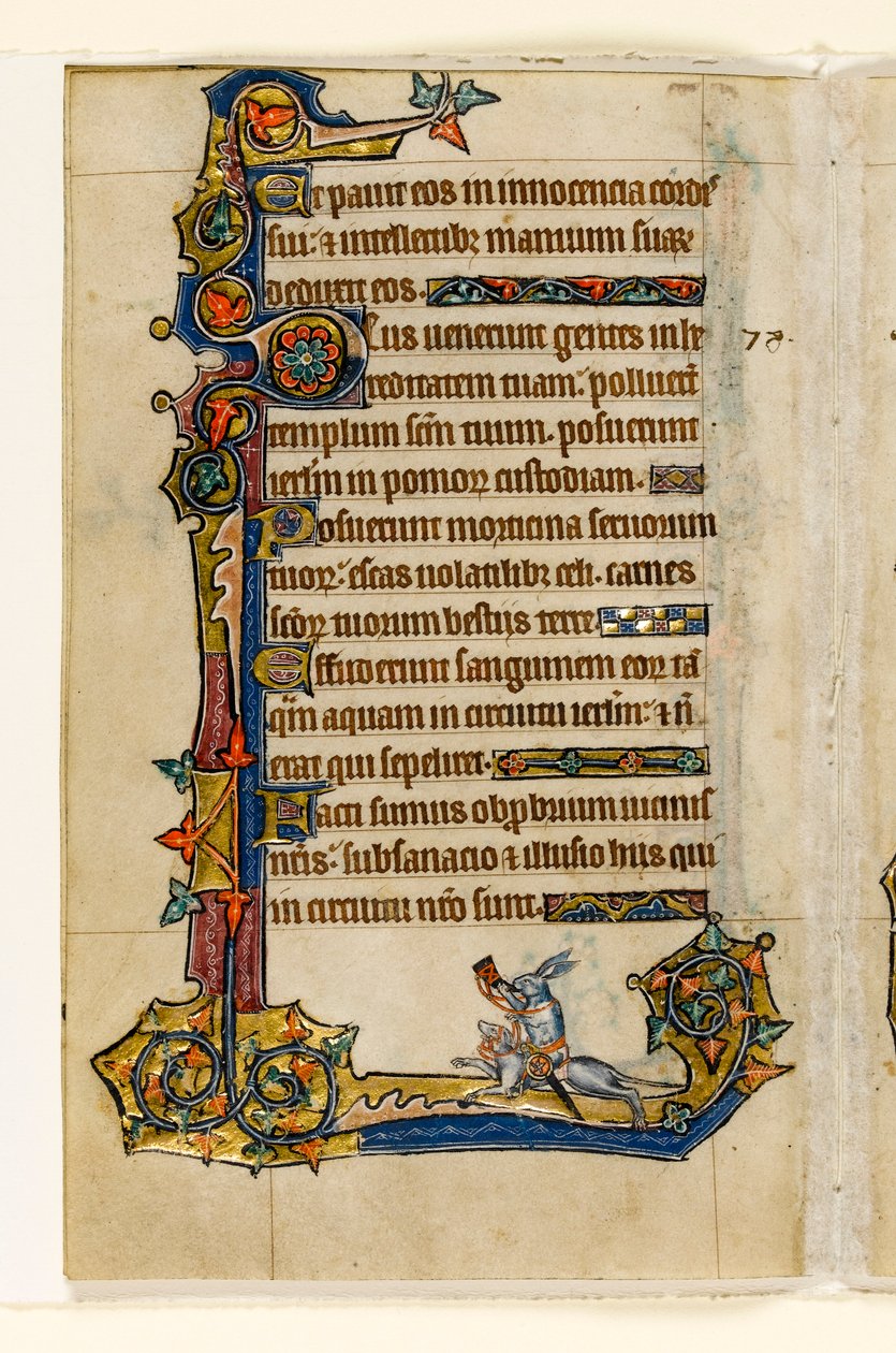 MS 1-2005, fol. 115v: Ein Hase reitet auf einem Hund, jagend, Randdekoration aus dem Macclesfield Psalter, Use of Sarum, Ostanglien, um 1330 von English School
