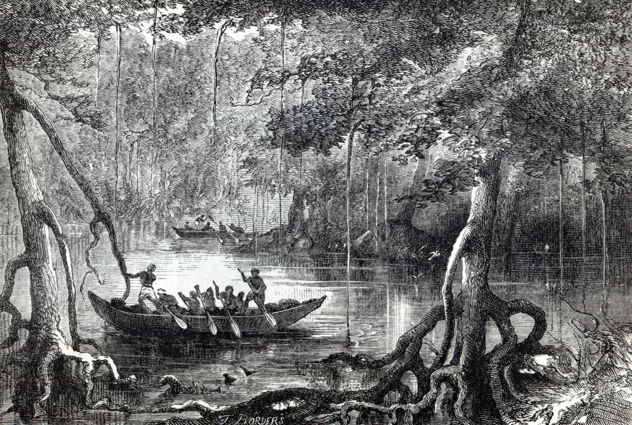 Mangrovenwald, Frontispiz-Illustration aus 