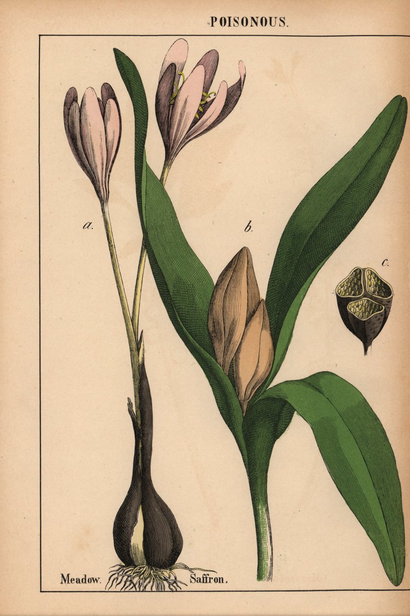 Herbstzeitlose mit lila Blume, aus "The Instructive Picturebook, or Lessons from the Vegetable World," [Charlotte Mary Yonge], Edinburgh von English School