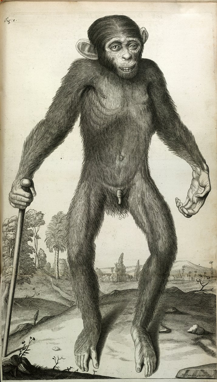 Orang-Outang, sive Homo Sylvestris: oder die Anatomie eines Pygmäen im Vergleich mit der eines Affen, eines Menschenaffen und eines Menschen, von Martha E. Tyson von English School