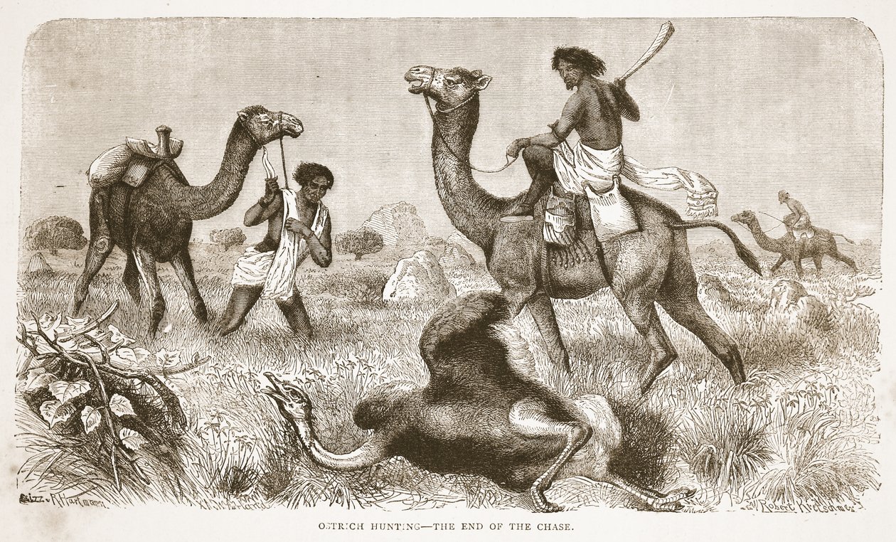 Straußenjagd - das Ende der Jagd, Illustration aus der Bildausgabe des Lebens und der Entdeckungen von David Livingstone von J. Ewing Richie, veröffentlicht von A. Fullarton & Co., 1876 von English School