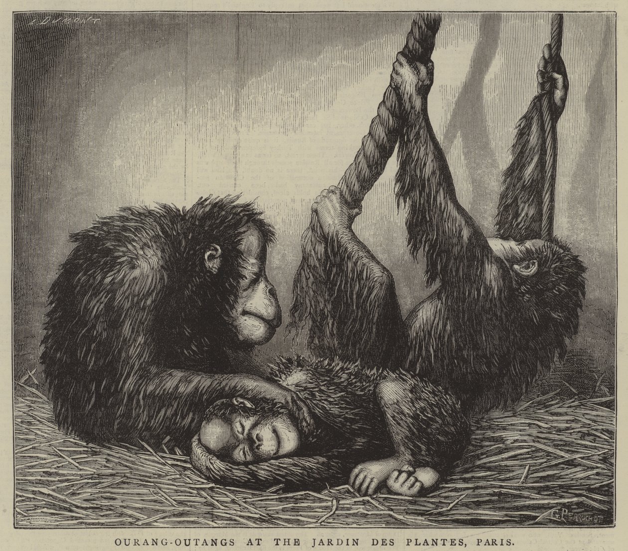 Orang-Utans im Jardin des Plantes, Paris von English School