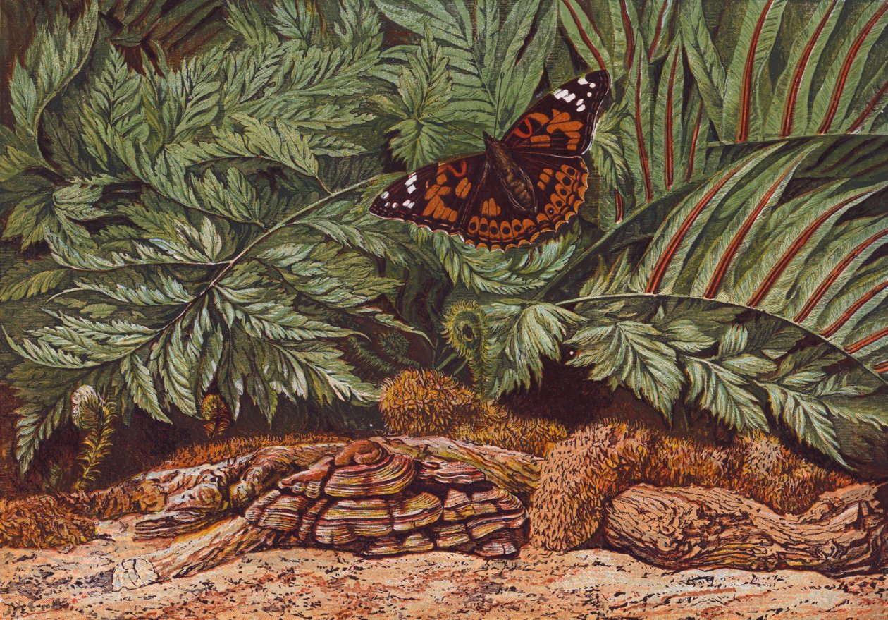 Distelfalter von English School