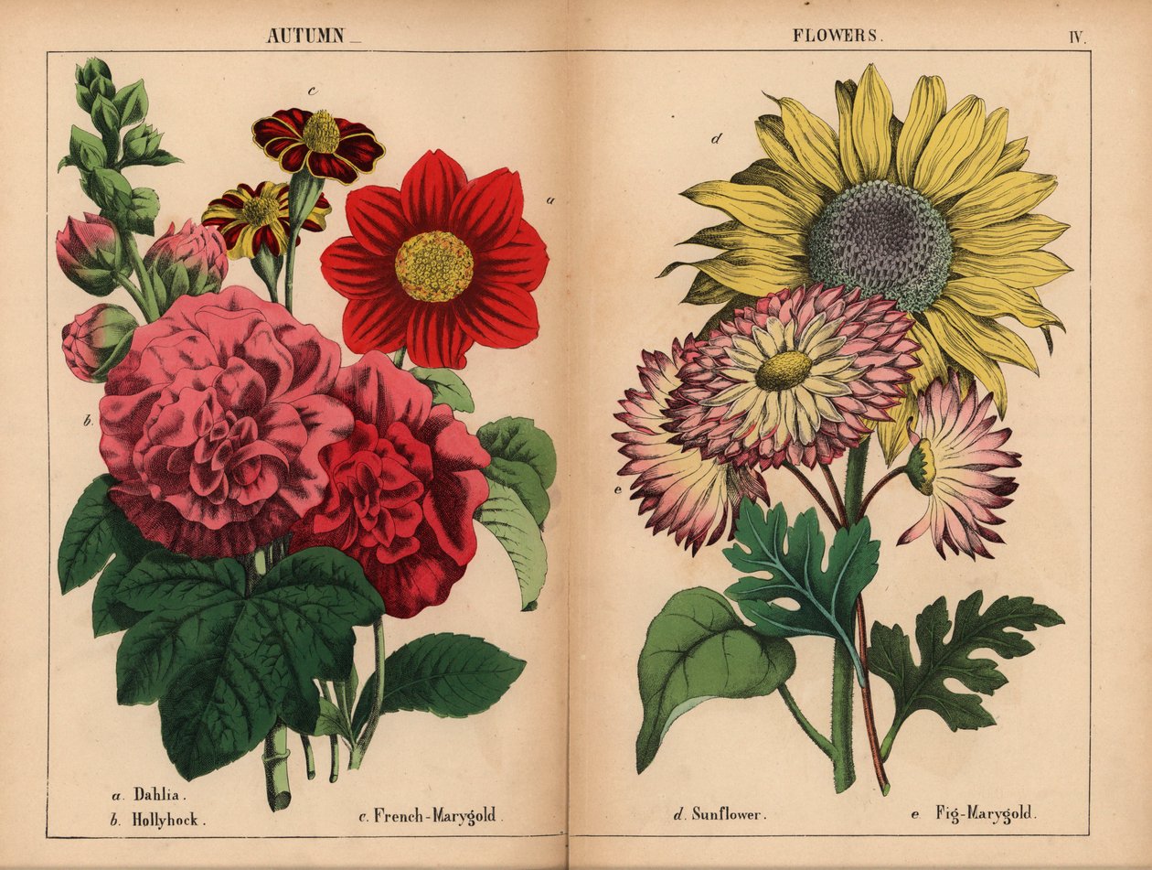 Rosa Dahlie, karminrote und gelbe französische Ringelblume, scharlachrote Stockrose, gelbe Sonnenblume, rosa und zitronengelbe Feigen-Ringelblume, aus 