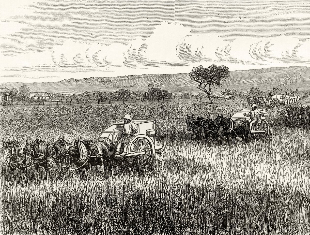 Ernte in Süd-Adelaide, ca. 1880, aus 