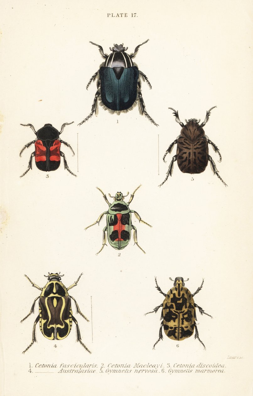 Rosenkäfer: Cetonia fascicularis 1, Heterorhina macleayi 2, Gametoides subfasciata 3, Geigenkäfer, Eupoecila australasiae 4, Gymnetis hieroglyphica 5 und Gymnetis marmorea 6 von English School