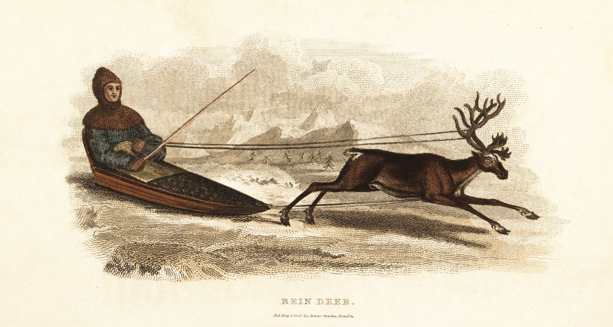 Sami-Lappländer in einem von einem Rentier gezogenen Schlitten, Rangifer tarandus von English School