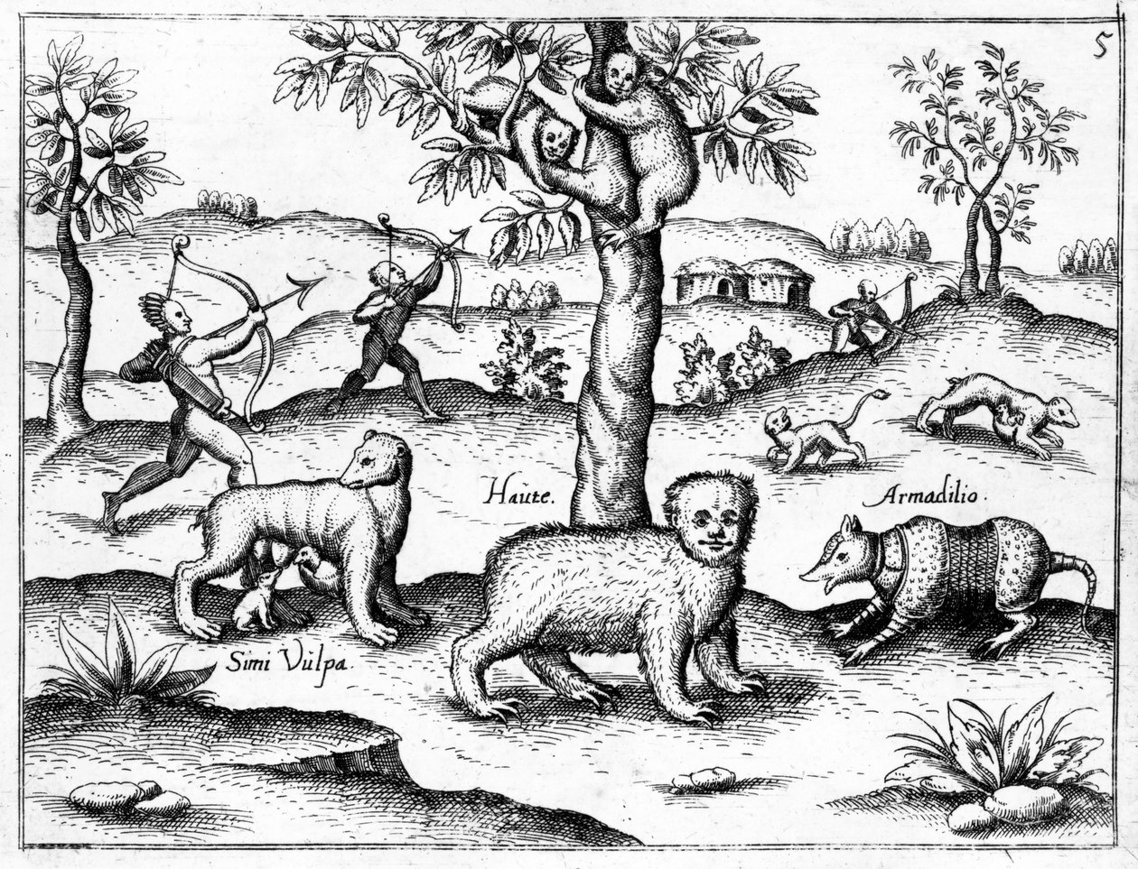 Simi Vulpa, Haute und Armadilio, Illustration aus 