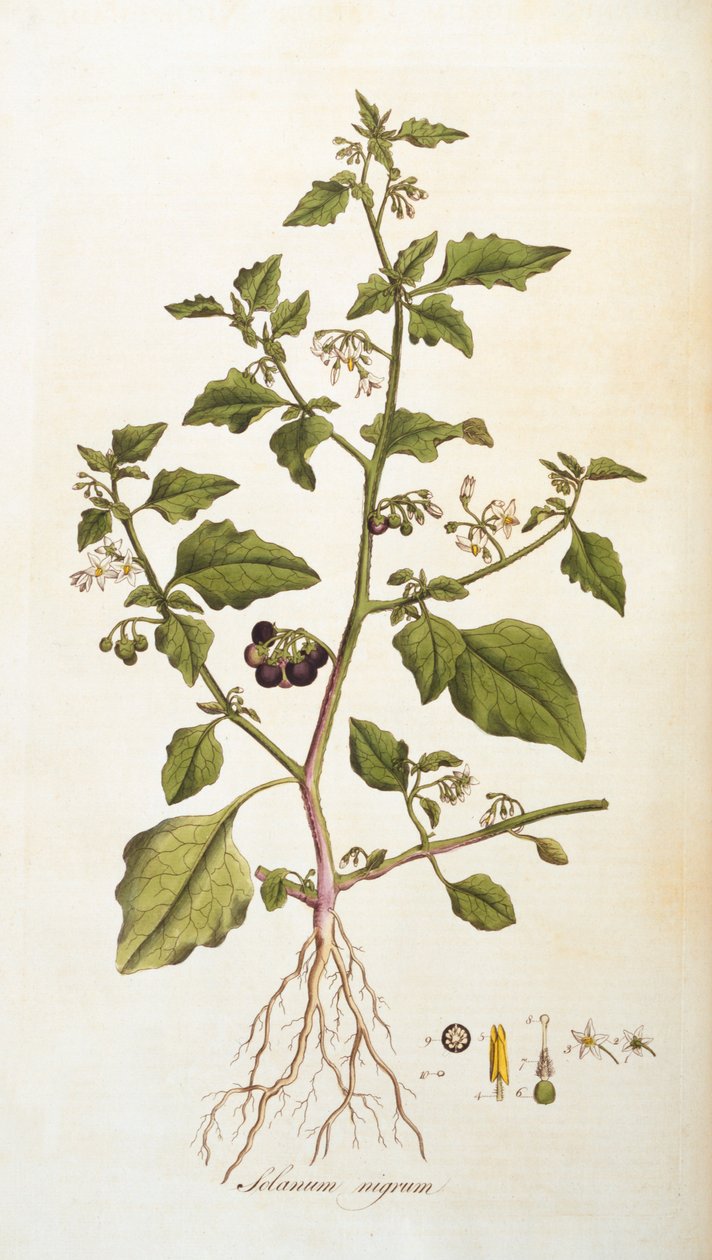 Solanum nigrum [Nachtschatten], Illustration aus Flora Londiniensis [Blumen von London] von William Curtis, veröffentlicht 1777-98 (Farbstich) von English School