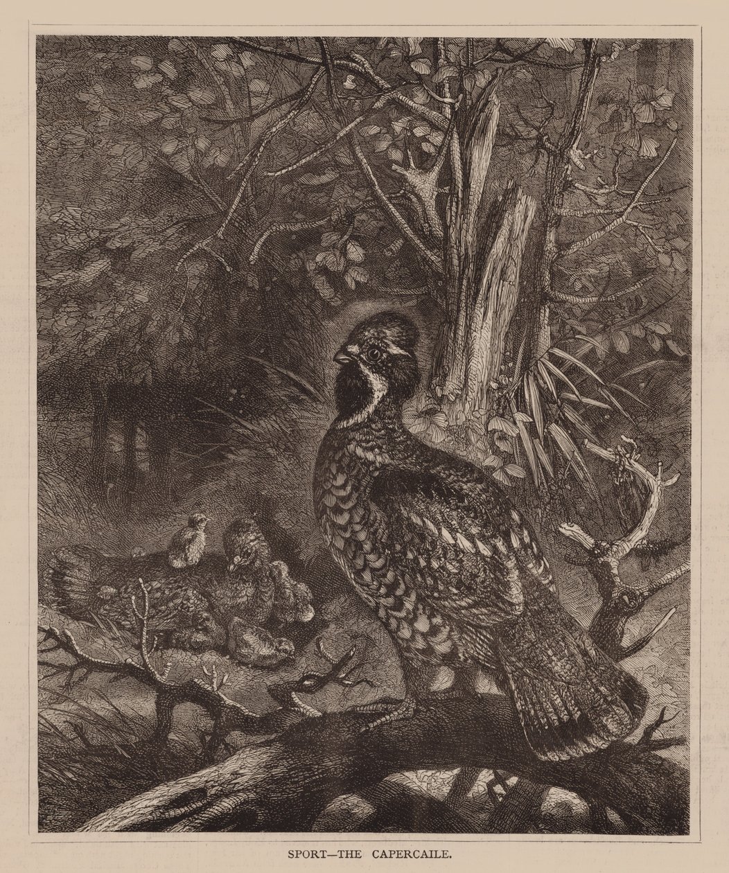 Sport, Das Auerhuhn (Gravur) von English School