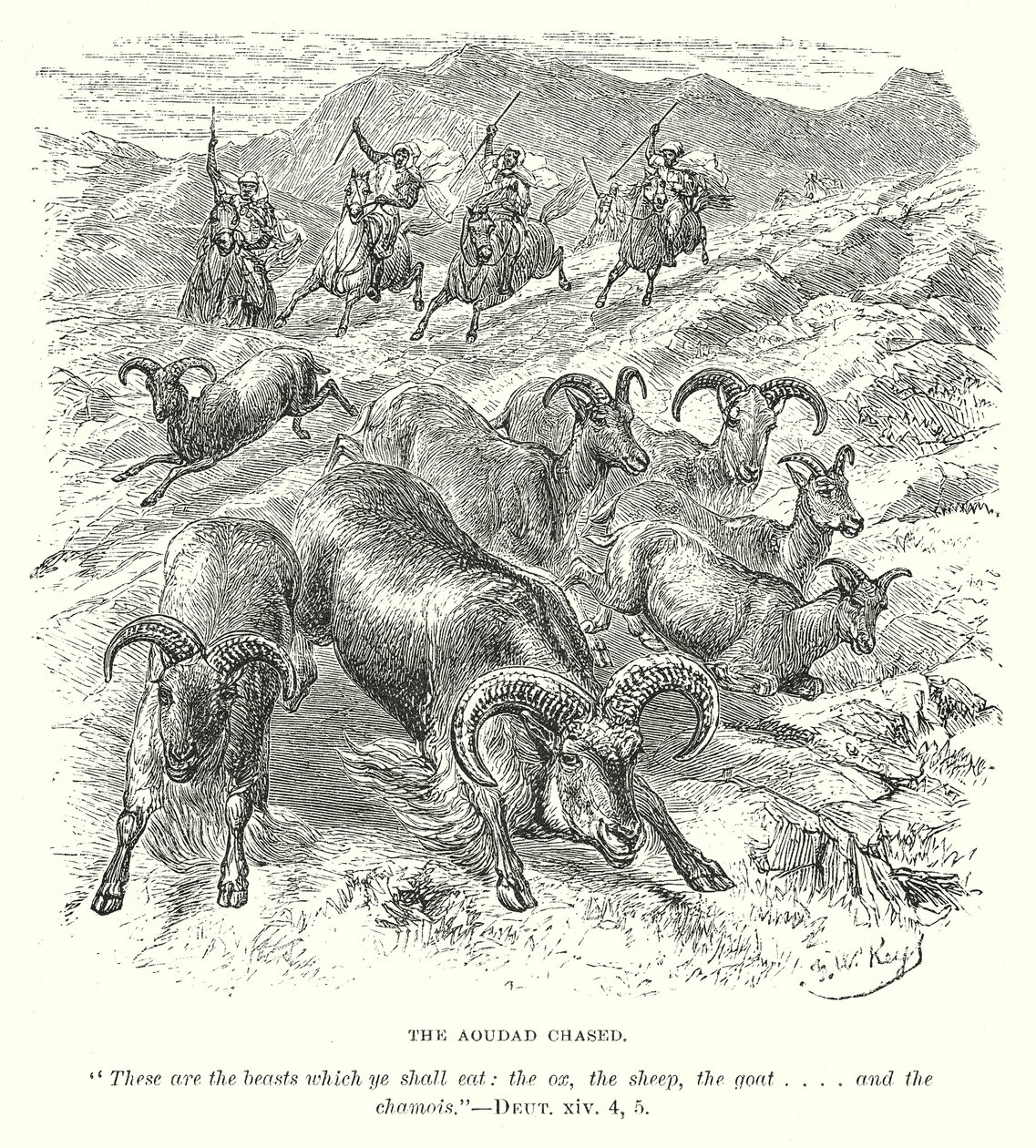 Die gejagte Aoudad von English School