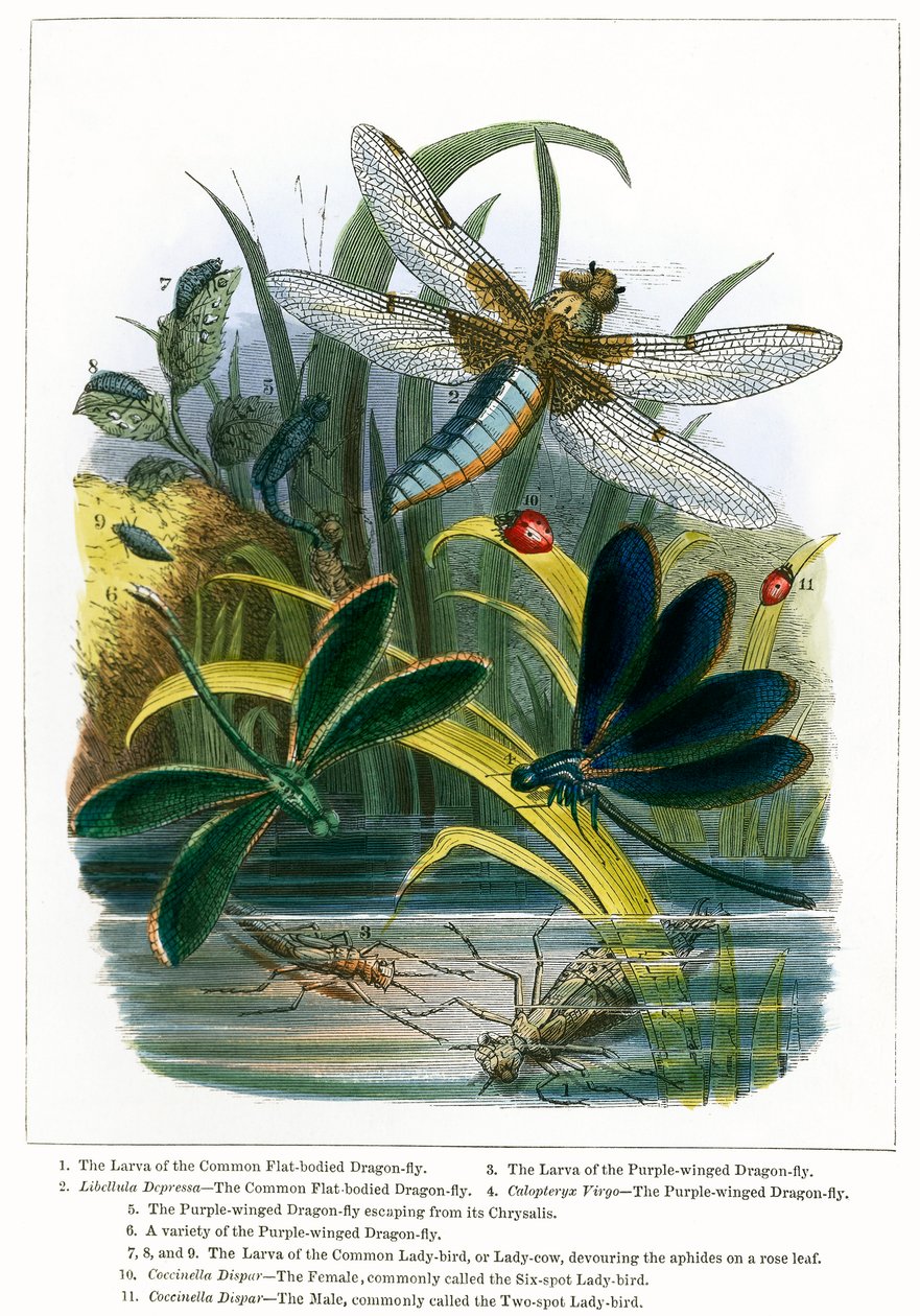 Das Schmetterlingsvivarium (farbige Gravur) von English School