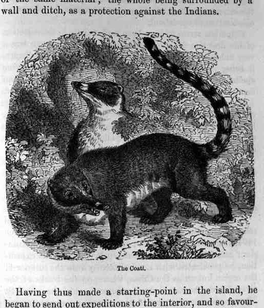Der Coati, aus Santo Domingo Vergangenheit und Gegenwart von Samuel Hazard, veröffentlicht 1873 von English School