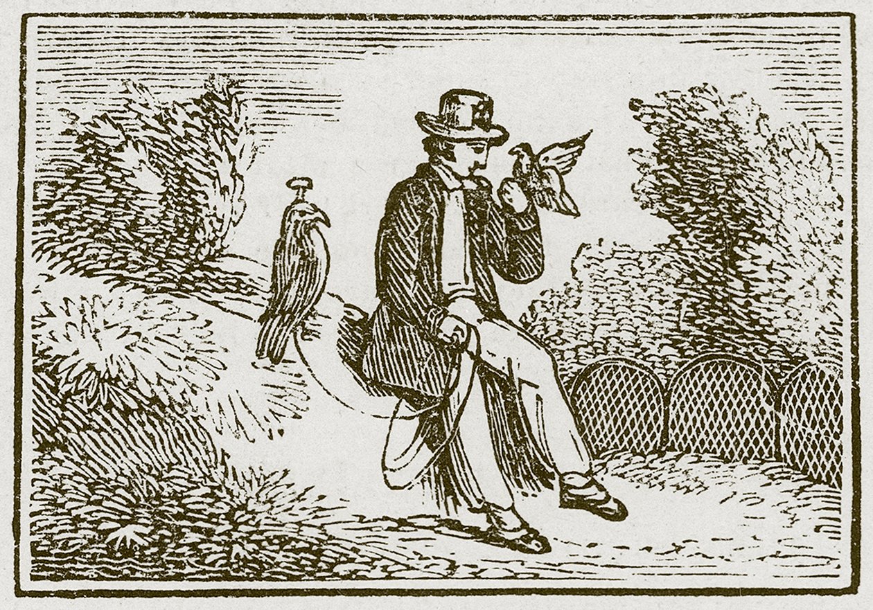 Der Falkner und das Rebhuhn (Gravur) von English School