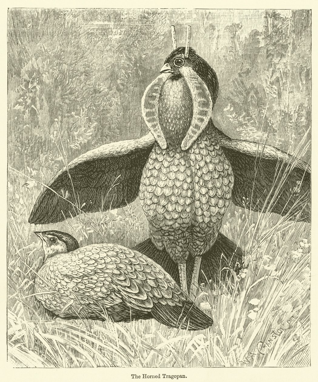 Der Horntragopan (Gravur) von English School