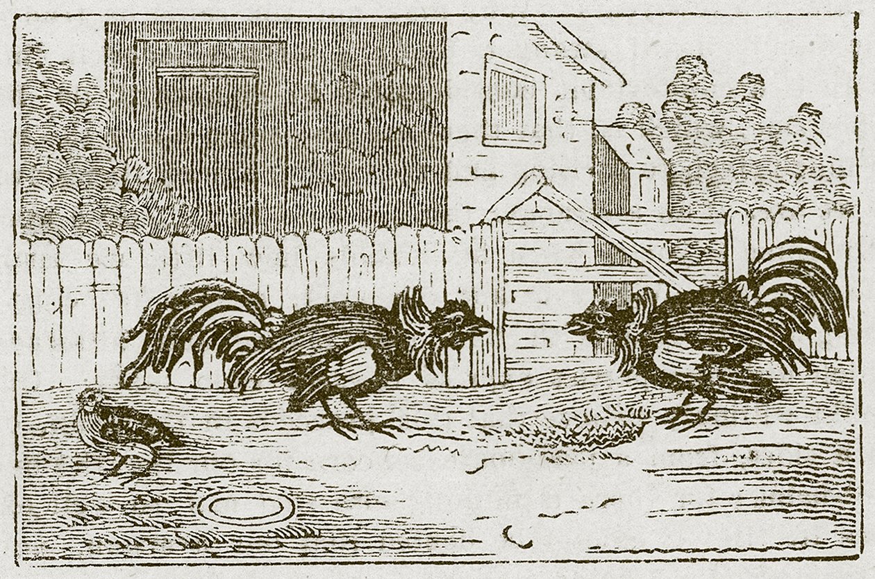 Das Rebhuhn und die Hähne (Gravur) von English School