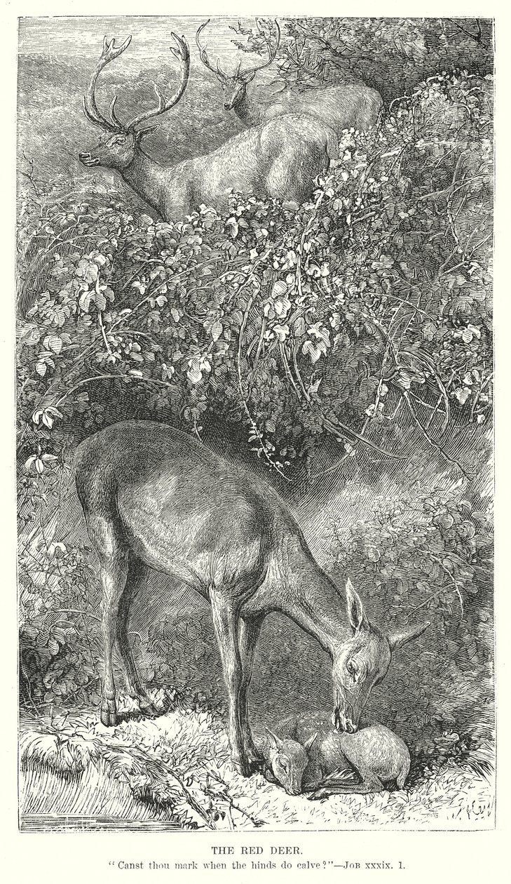 Der Rothirsch von English School