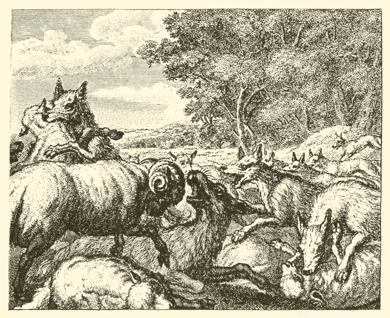Die Wölfe und die Schafe von English School