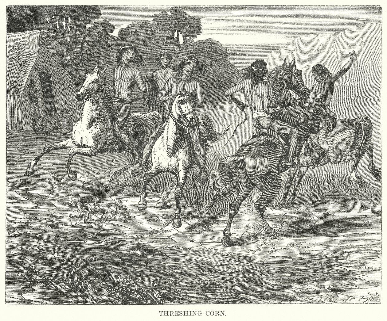Dreschen von Mais (Gravur) von English School