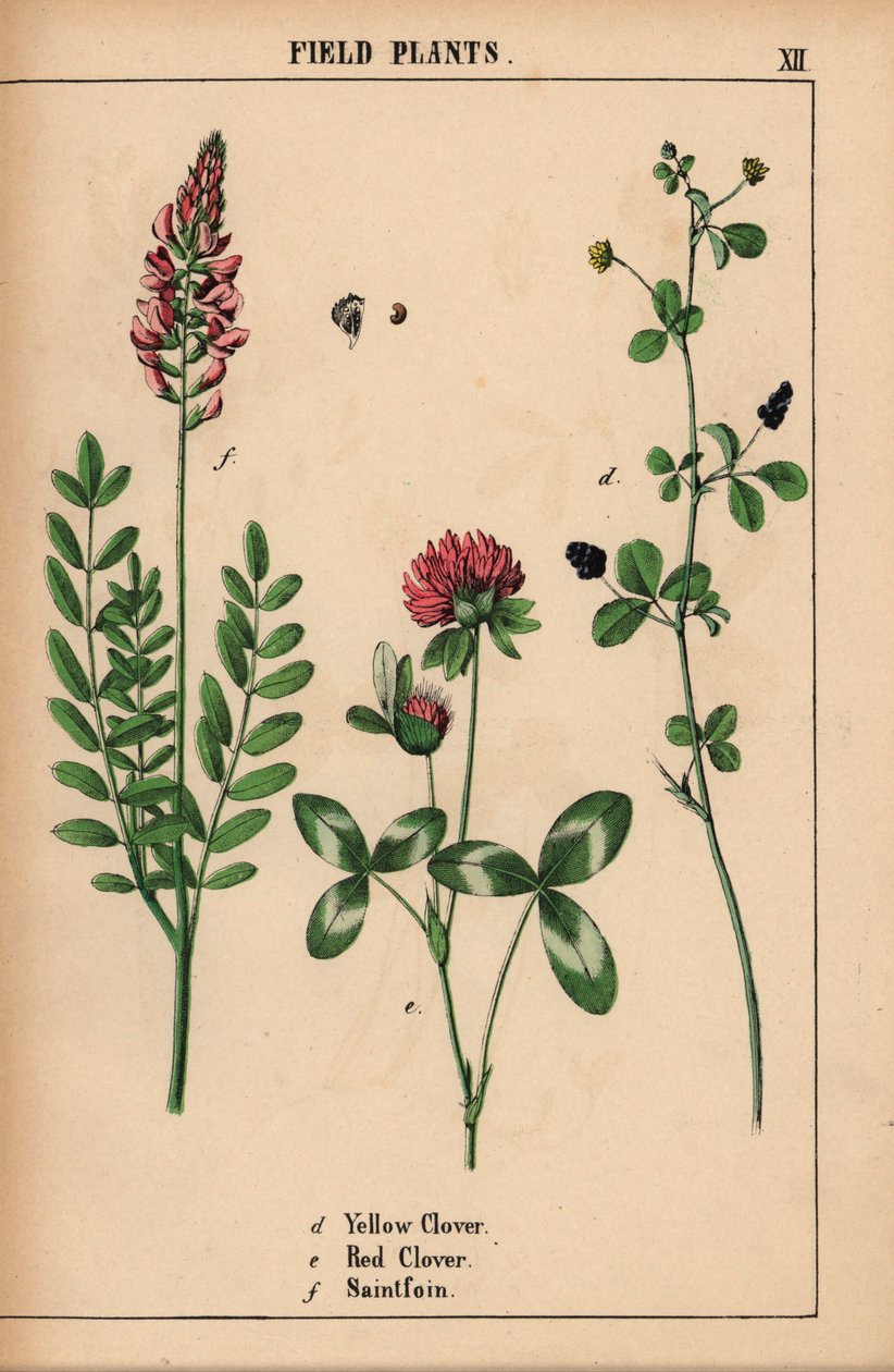 Gelber Klee, roter Klee und Esparsette, aus "The Instructive Picturebook, or Lessons from the Vegetable World," [Charlotte Mary Yonge], Edinburgh von English School