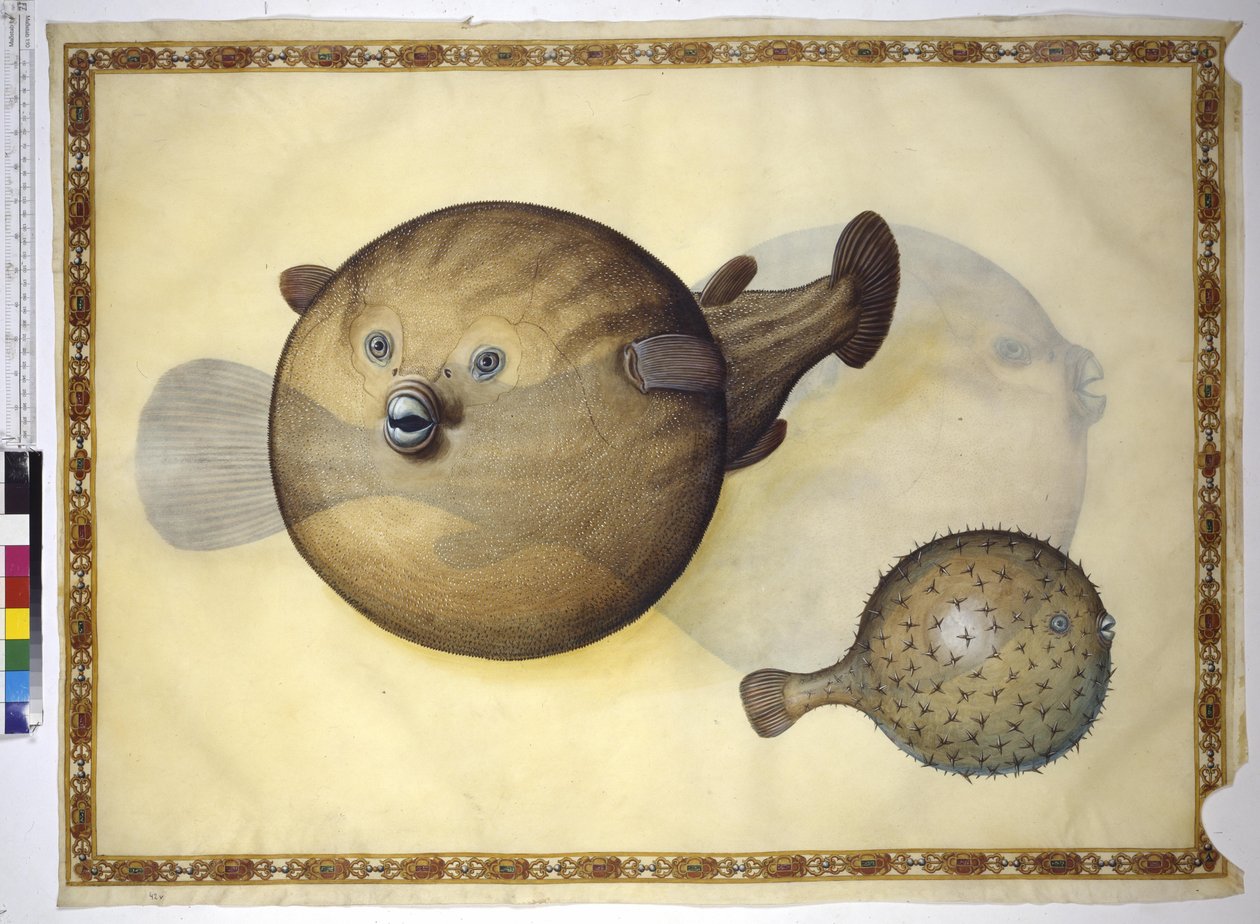 Ganzseitig: zwei Kugelfische vor neutralem Hintergrund von Erich Lessing