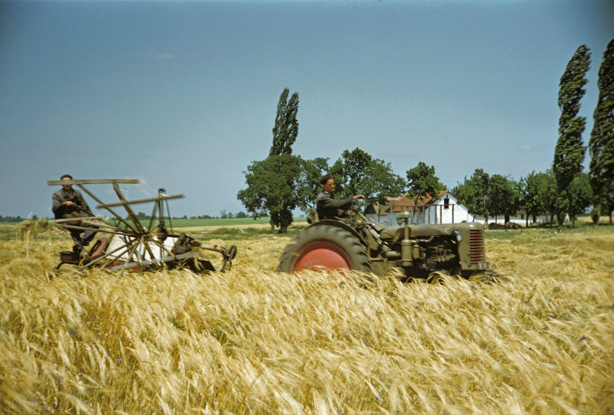 Ernte in einer ungarischen Genossenschaft, Puszta, Ungarische Tiefebene, Ungarn von Erich Lessing