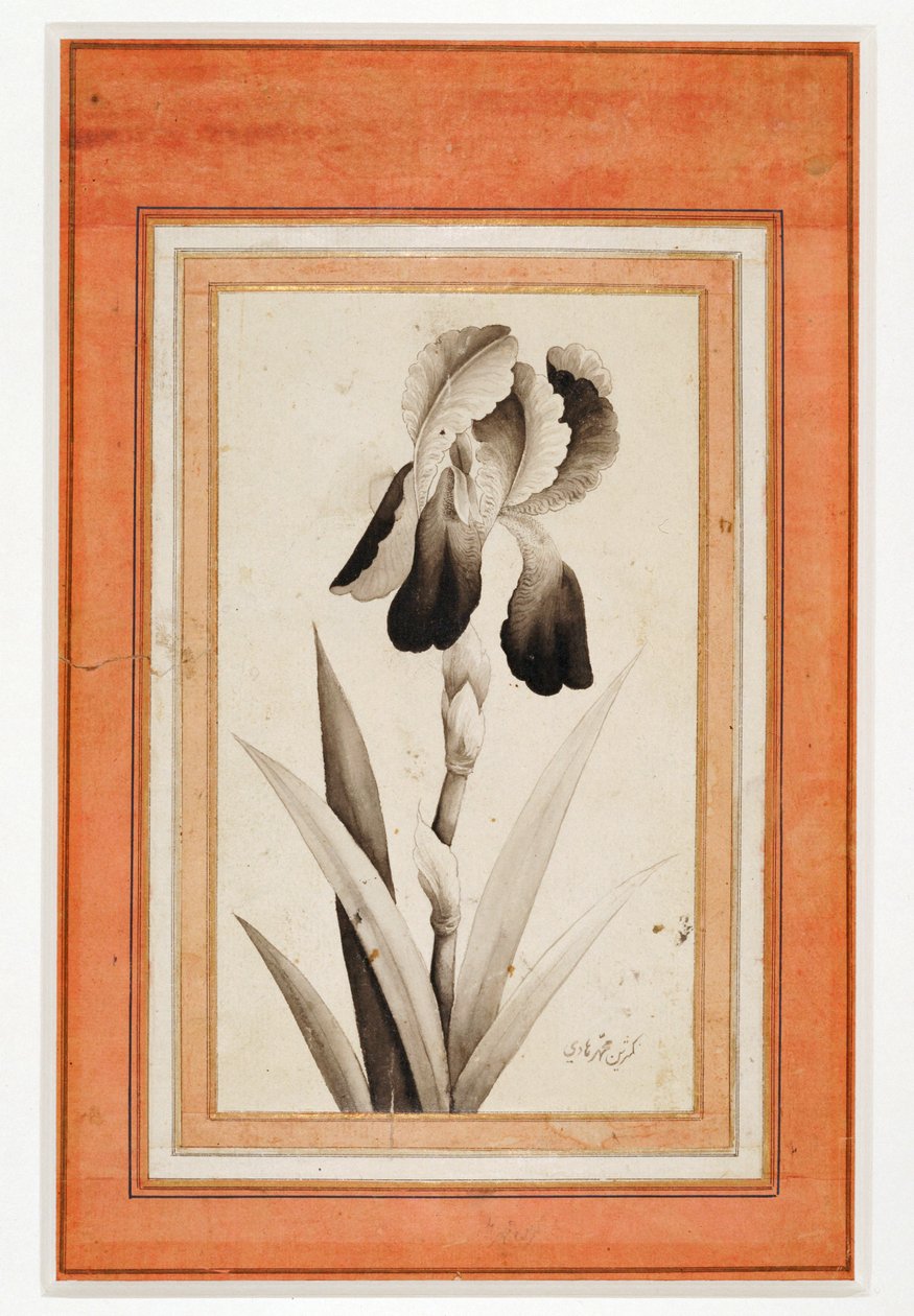 Iris, Ende des 18. Jahrhunderts von Erich Lessing