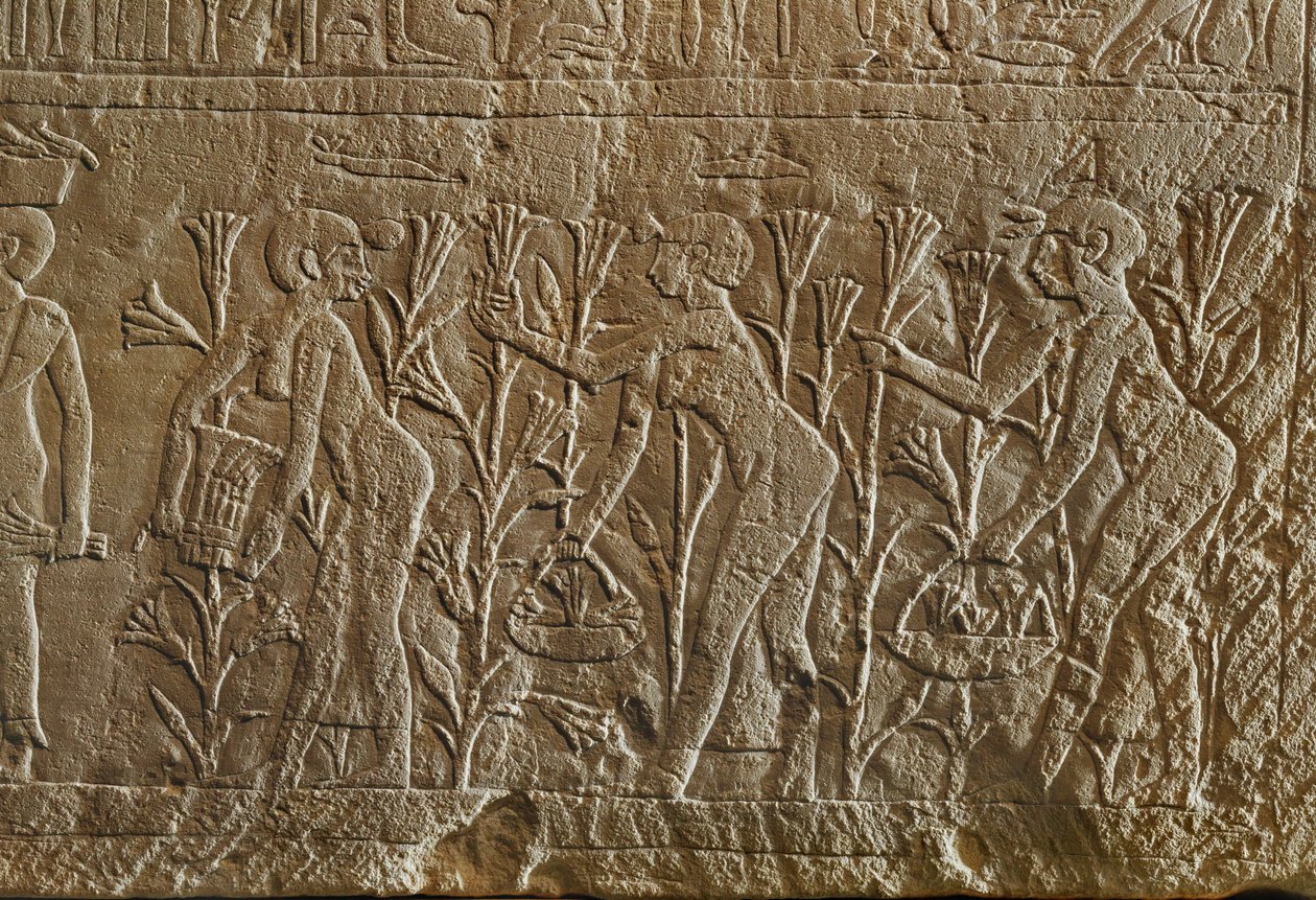 Frauen sammeln Blumen zur Parfümherstellung von Erich Lessing