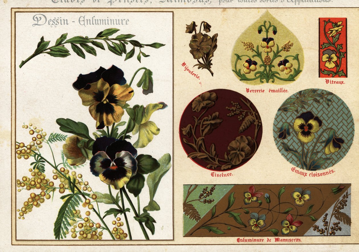 Bilder von Stiefmütterchen und Mimose aus Manuskripten und deren Anwendung von Ernest Guillot
