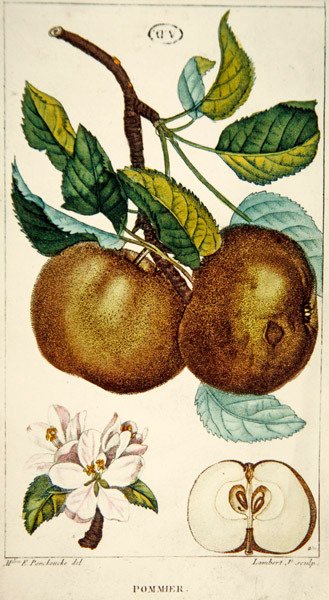 Apfelbaum, graviert von Lambert, ca. 1820 von Ernestine (after) Panckoucke