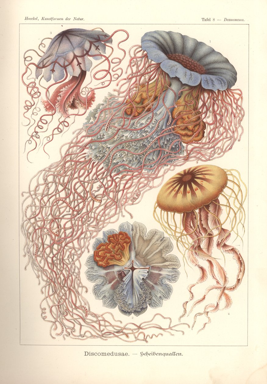 Discomedusae - Scheibenquallen, Pl. 8 aus 