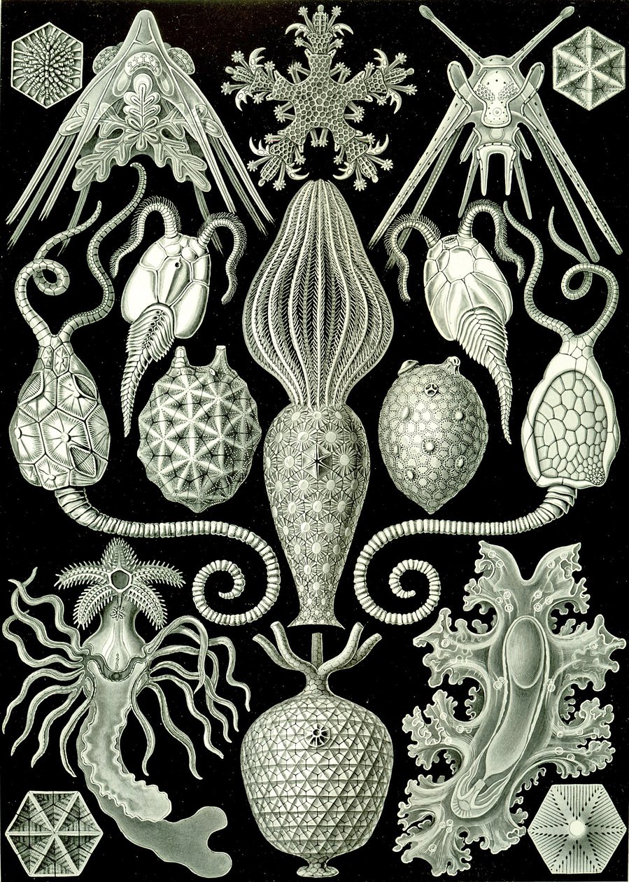 Illustration von Amphoridea aus "Kunstformen der Natur" 1904 von Ernst (after) Haeckel