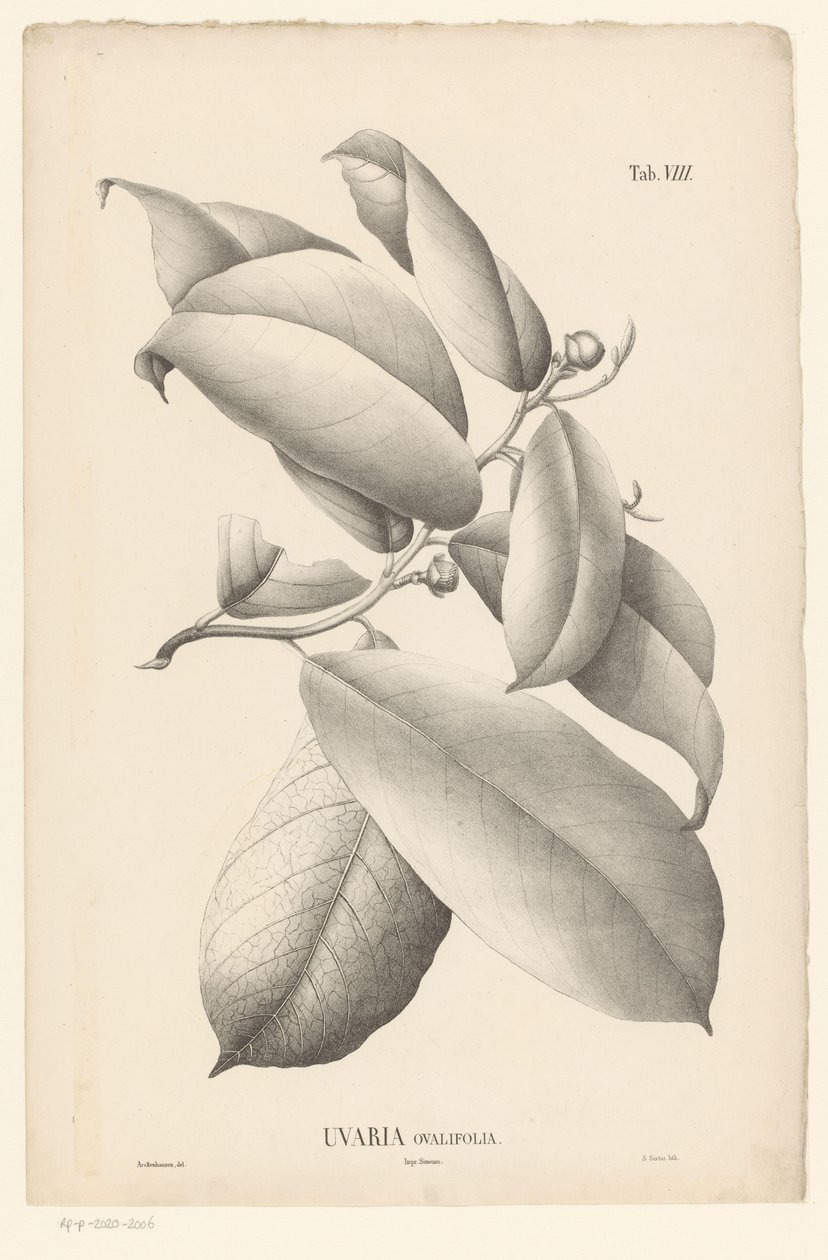 Zweig mit Blättern und Blütenknospen von Ernst Philipp Sixtus