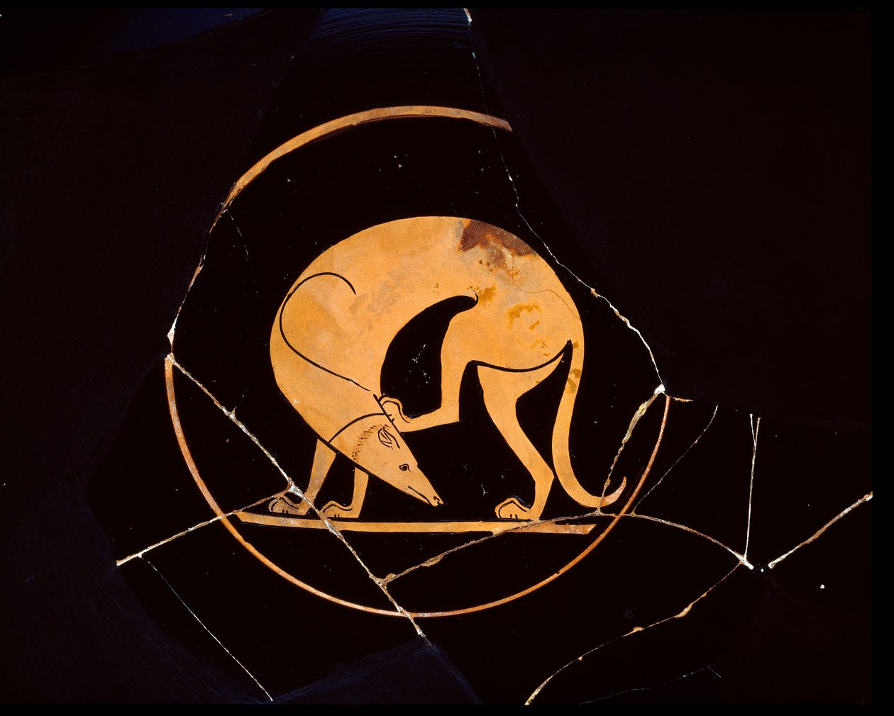 Attische rotfigurige Schale mit Hund, der sich mit einem Hinterbein am Ohr kratzt, innen Tondo, 5. Jahrhundert v. Chr. von Euergides painter