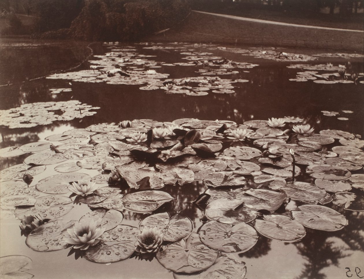Seerosen von Eugène Atget