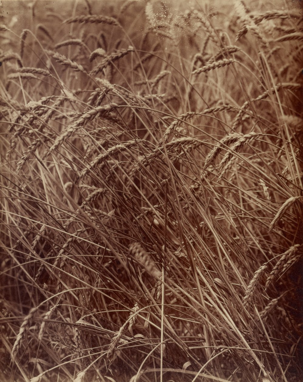 [Weizen] von Eugène Atget