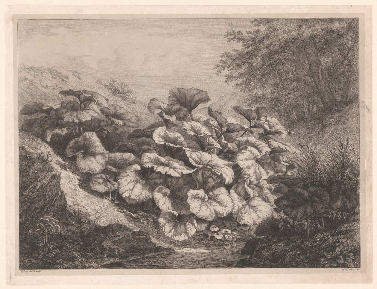 Großes Huflattich von Eugene Bléry