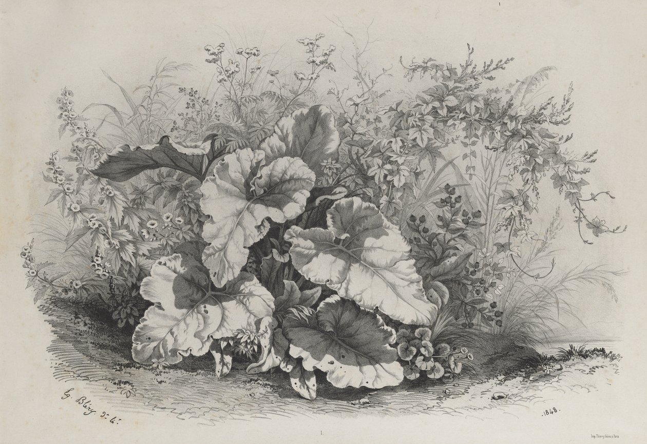 Pflanzenstudie aus Gruppe verschiedener Pflanzen, nach der Natur gezeichnet und lithografiert von Eugene Bléry